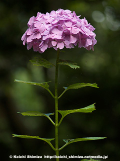 紫陽花
